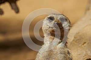 Especie animal, Suricata suricatta photo